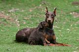 DOBERMANN 326